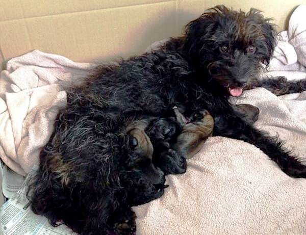 Pepper with her 6 puppies